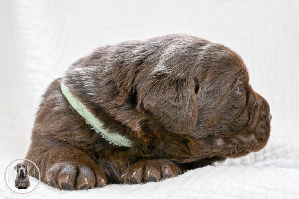 Chocolate Male- You Choose 1st (2 Total)