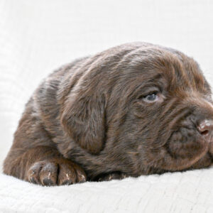 Chocolate Male- You Choose 1st (2 Total)