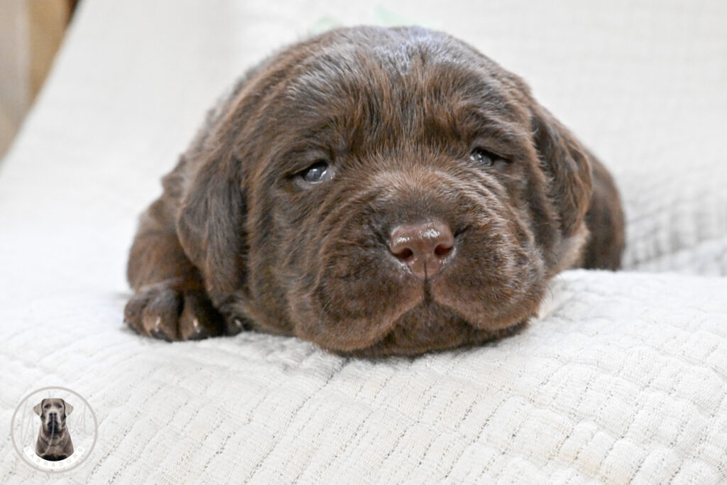 Chocolate Female- You Choose 2nd (2 Total)