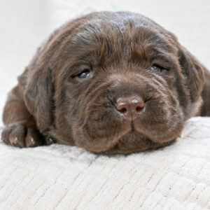 Chocolate Female- You Choose 2nd (2 Total)