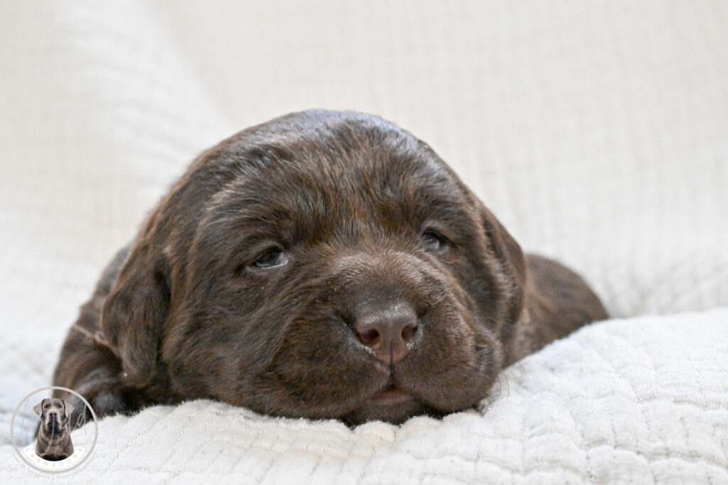 Chocolate Female - You Choose 1st (2 Total)