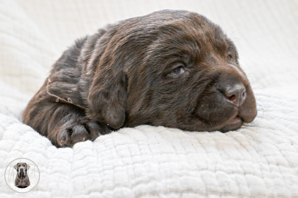 Chocolate Female - You Choose 1st (2 Total)