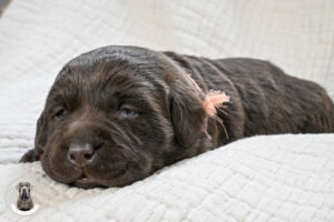 Chocolate Female – You Choose 1st (2 Total)