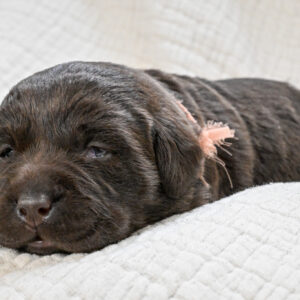 Chocolate Female - You Choose 1st (2 Total)