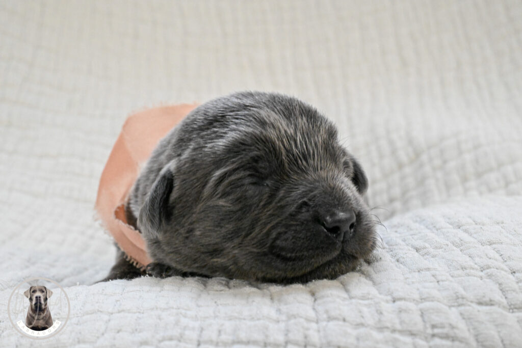 Charcoal Female- Only One in Litter