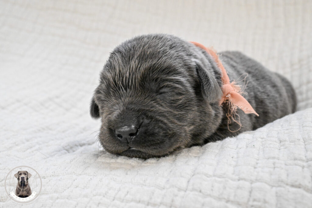 Charcoal Female- Only One in Litter