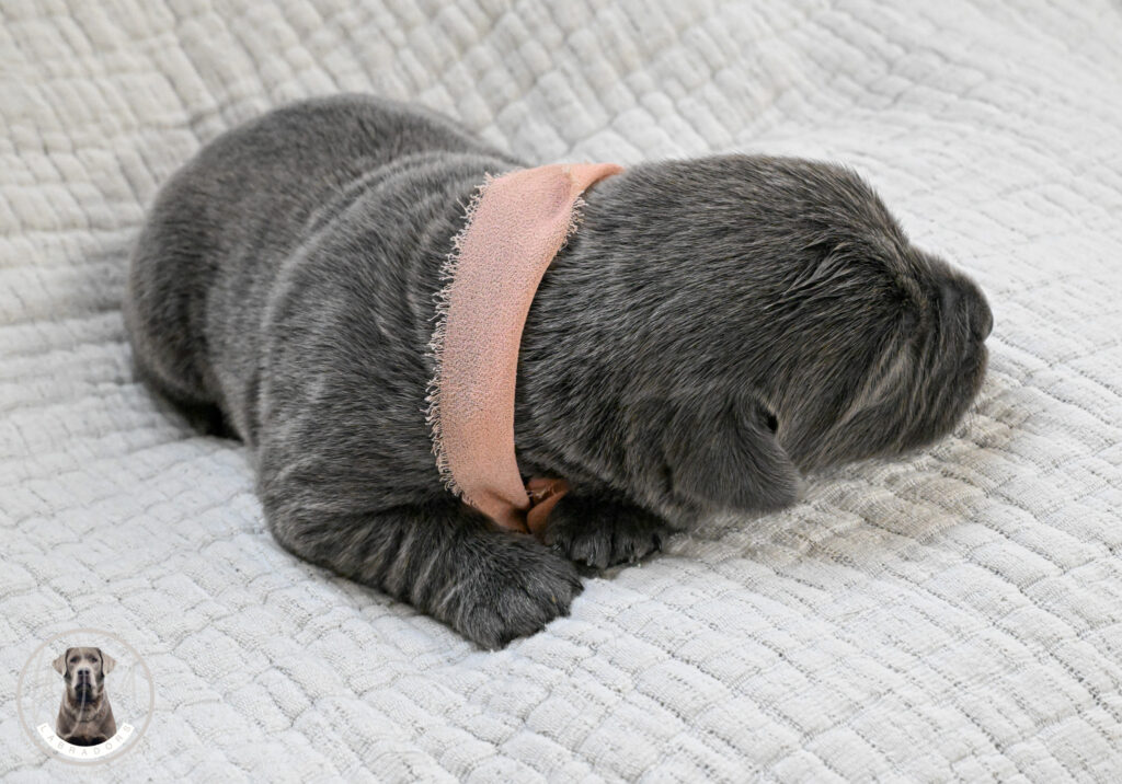 Charcoal Female- Only One in Litter