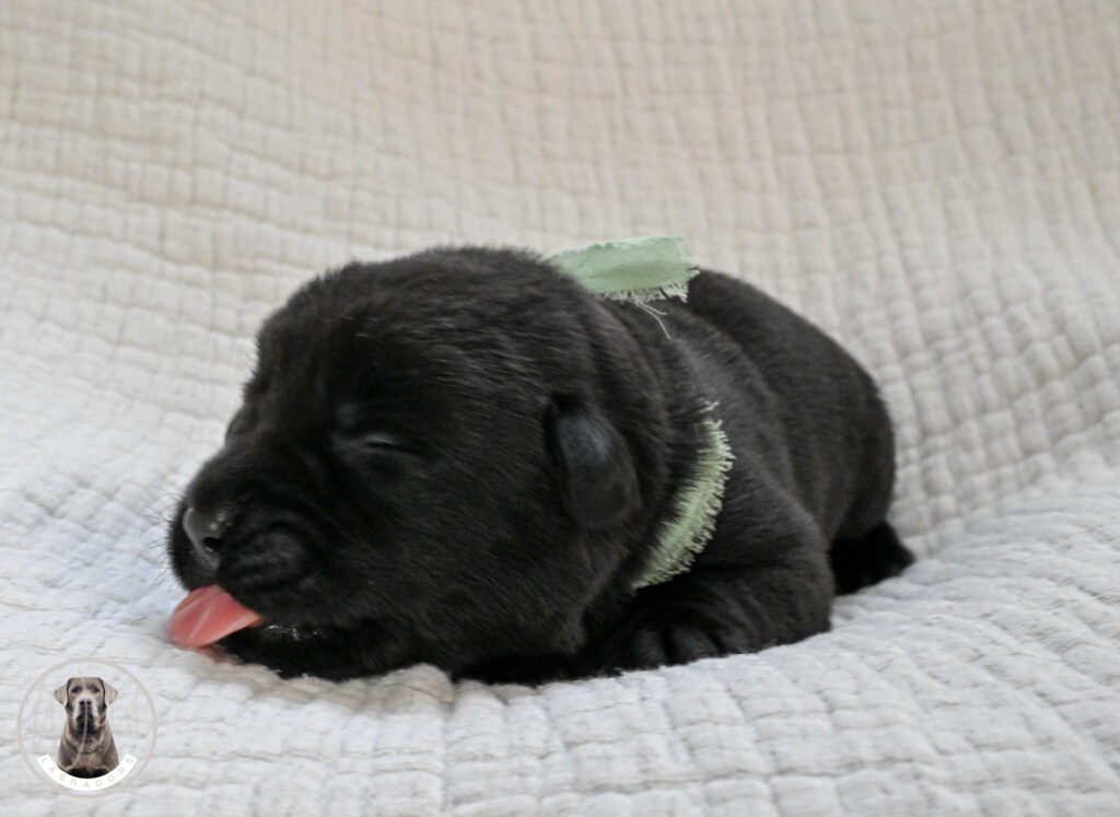 Black Male- Only One in Litter