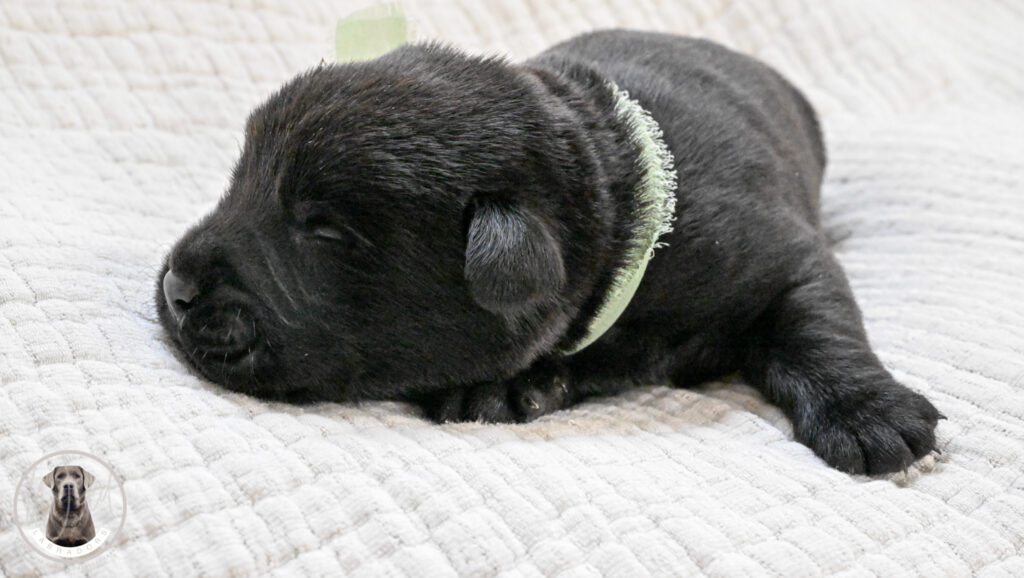 Black Male- Only One in Litter