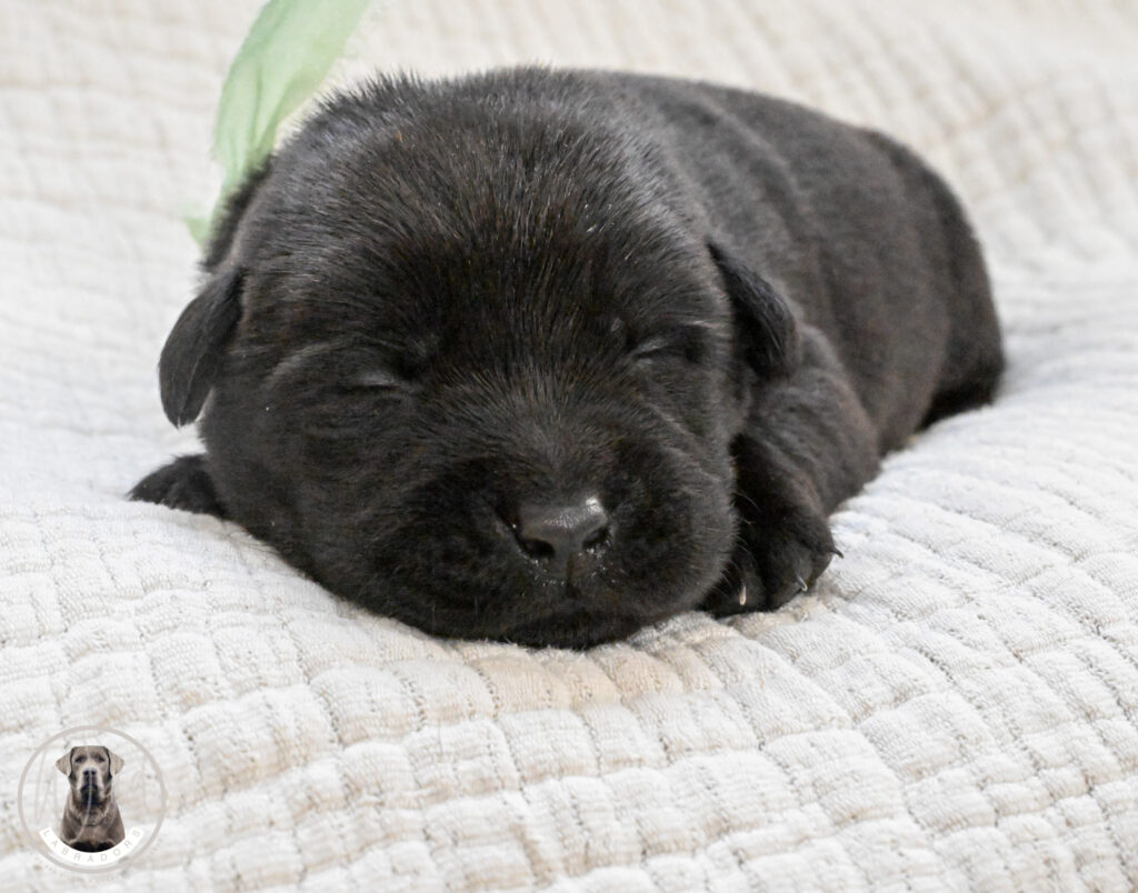 Black Male- Only One in Litter