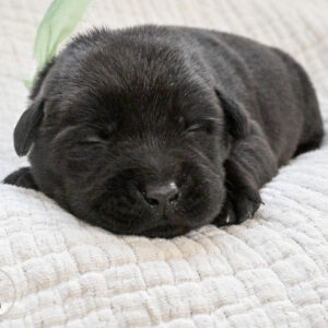 Black Male- Only One in Litter