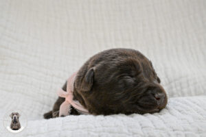 Chocolate Female- You Choose 1st (3 Total)