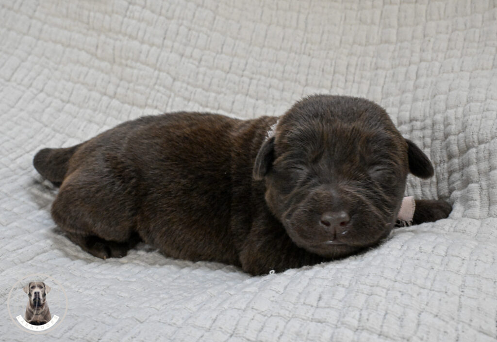 Chocolate Female- You Choose 2nd (3 Total)