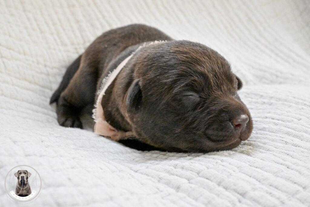 Chocolate Female- You Choose 2nd (3 Total)