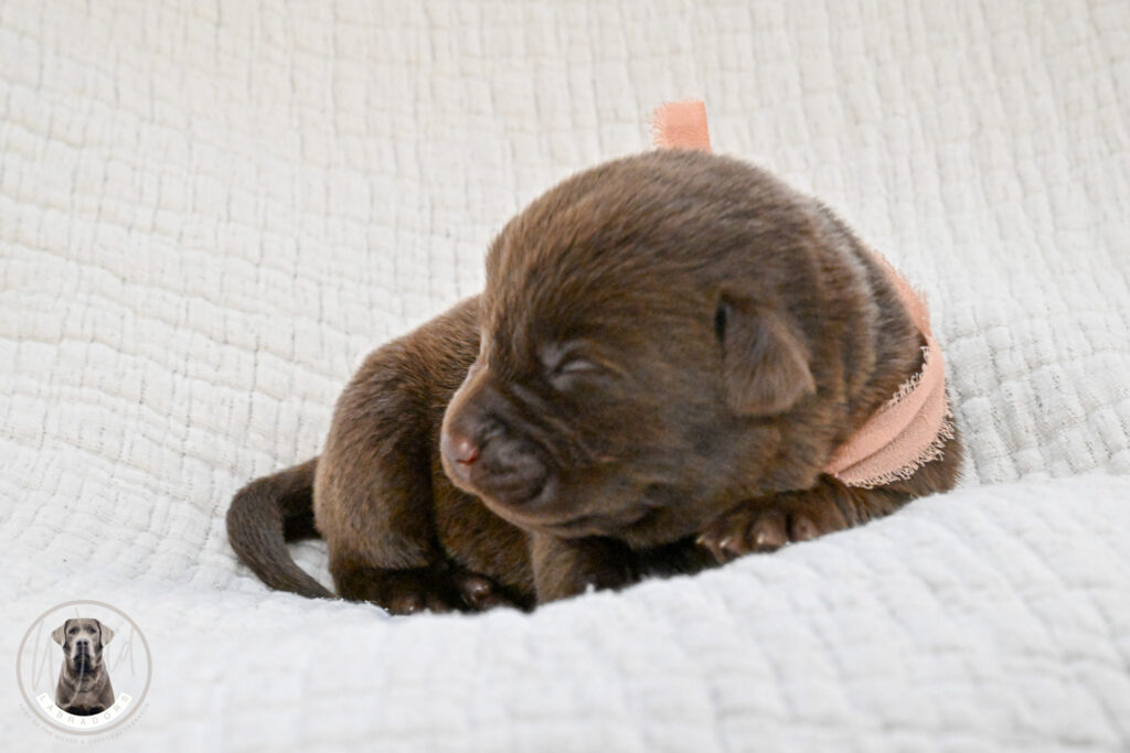 Chocolate Female- You Choose 3rd (3 Total)