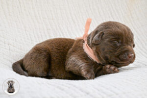 Chocolate Female- You Choose 3rd (3 Total)