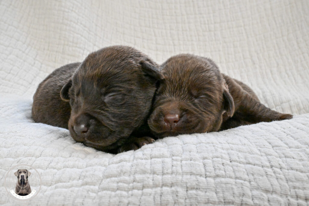 Chocolate Female- You Choose 3rd (3 Total)