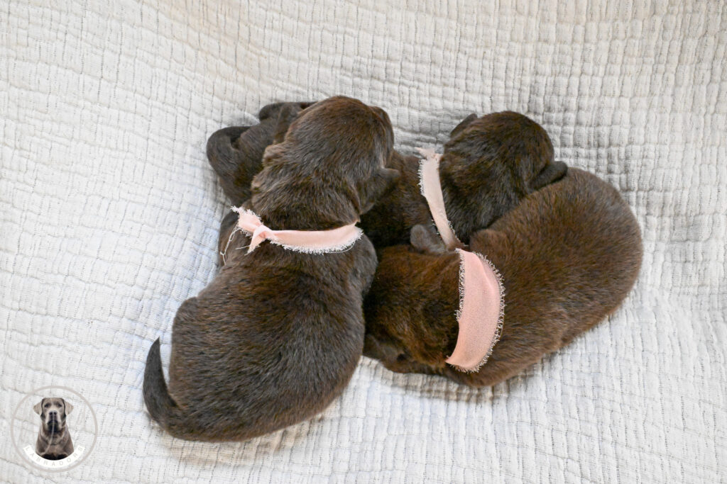 Chocolate Female- You Choose 2nd (3 Total)