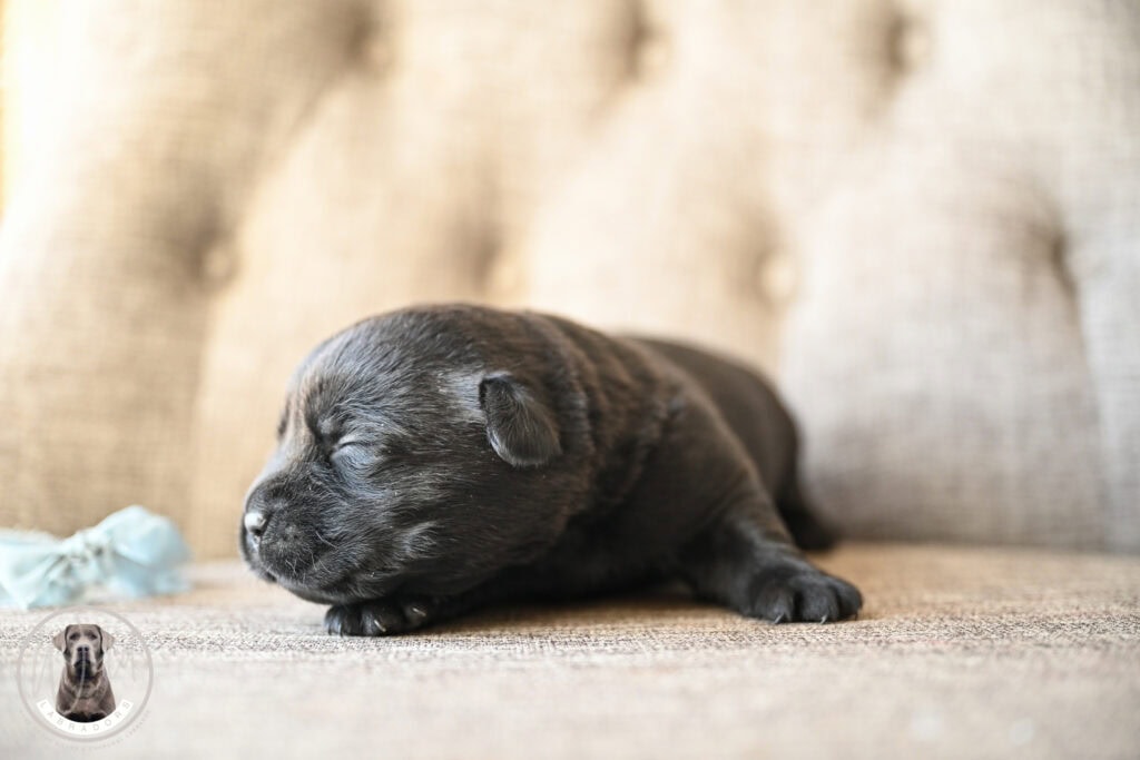Adorable black Labrador puppy sleeping on a beige couch in Massachusetts.