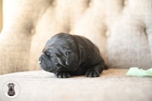 Black Male- You Choose 3rd (4 Total)