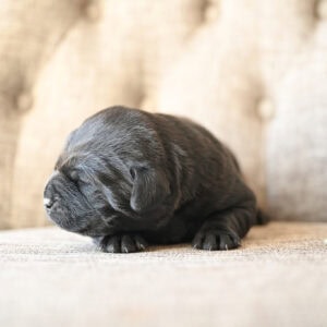 Adorable black Labrador puppy sleeping on a beige couch in Massachusetts.