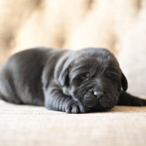 Black Labrador Retriever puppy sleeping on a beige couch in Massachusetts.