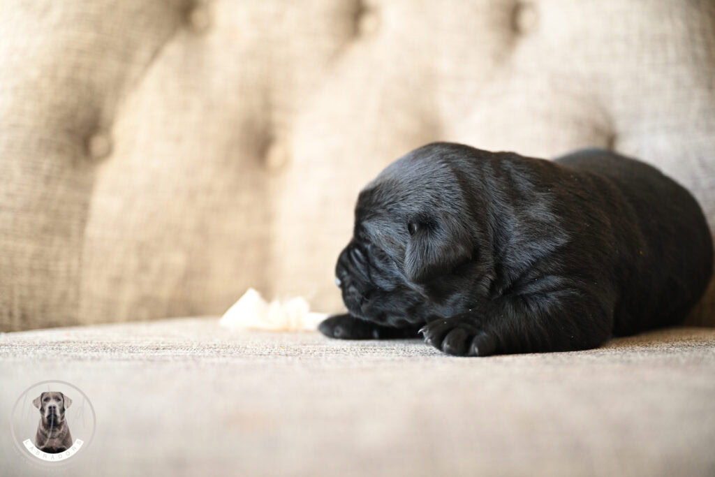 Black Male- You Choose 2nd (4 Total)