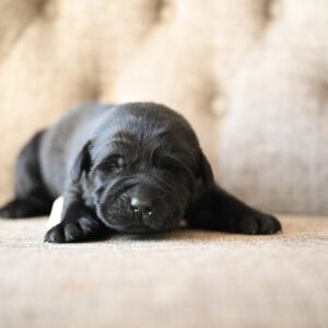 Black Labrador Retriever puppy sleeping on a beige sofa in Massachusetts.