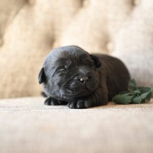 Black Labrador Retriever puppy sleeping on a beige couch in Massachusetts.