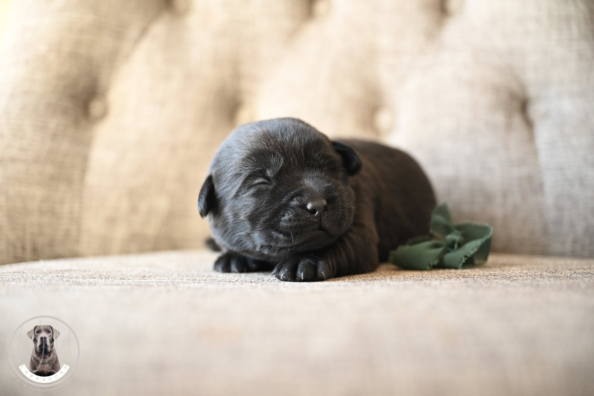 Black Male- You Choose 4th (4 Total) Last Available
