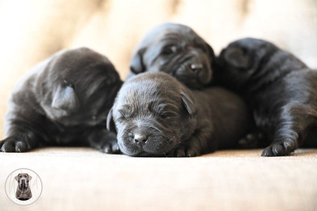 Black Labrador Retriever puppies lying together on a soft surface in Massachusetts.