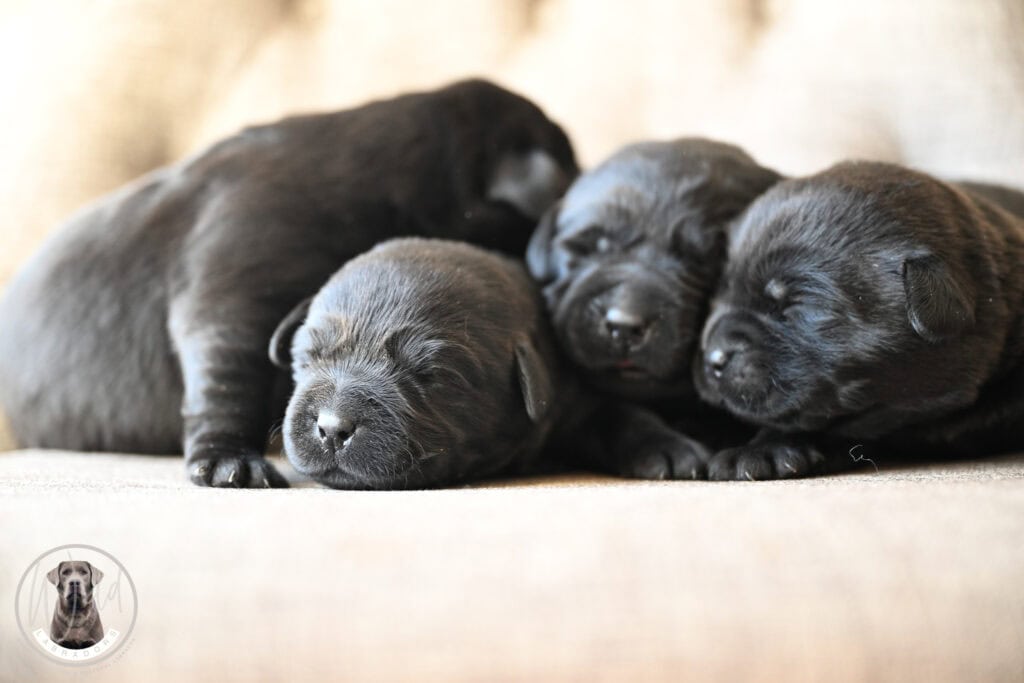 Black Labrador Retriever puppies sleeping together on a soft surface in Massachusetts.