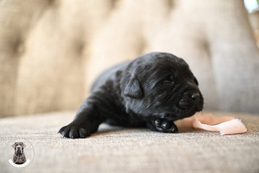 Black Female- You Choose 1st (2 Total)