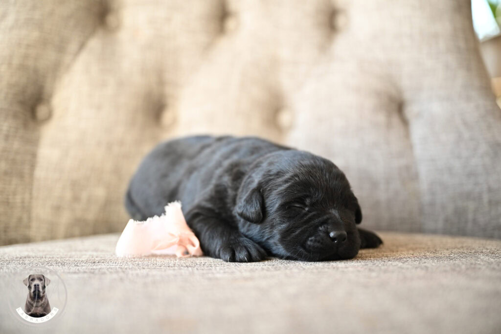 Black Female- You Choose 2nd (2 Total)