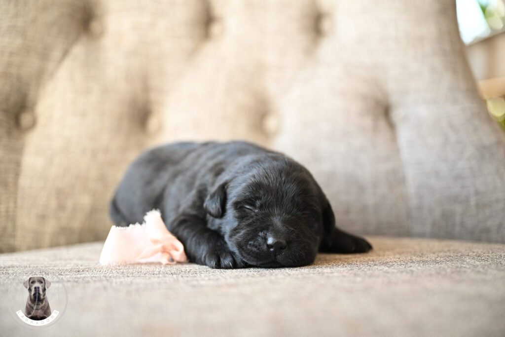 Black Female- You Choose 2nd (2 Total)