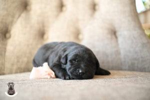 Black Female- You Choose 2nd (2 Total)