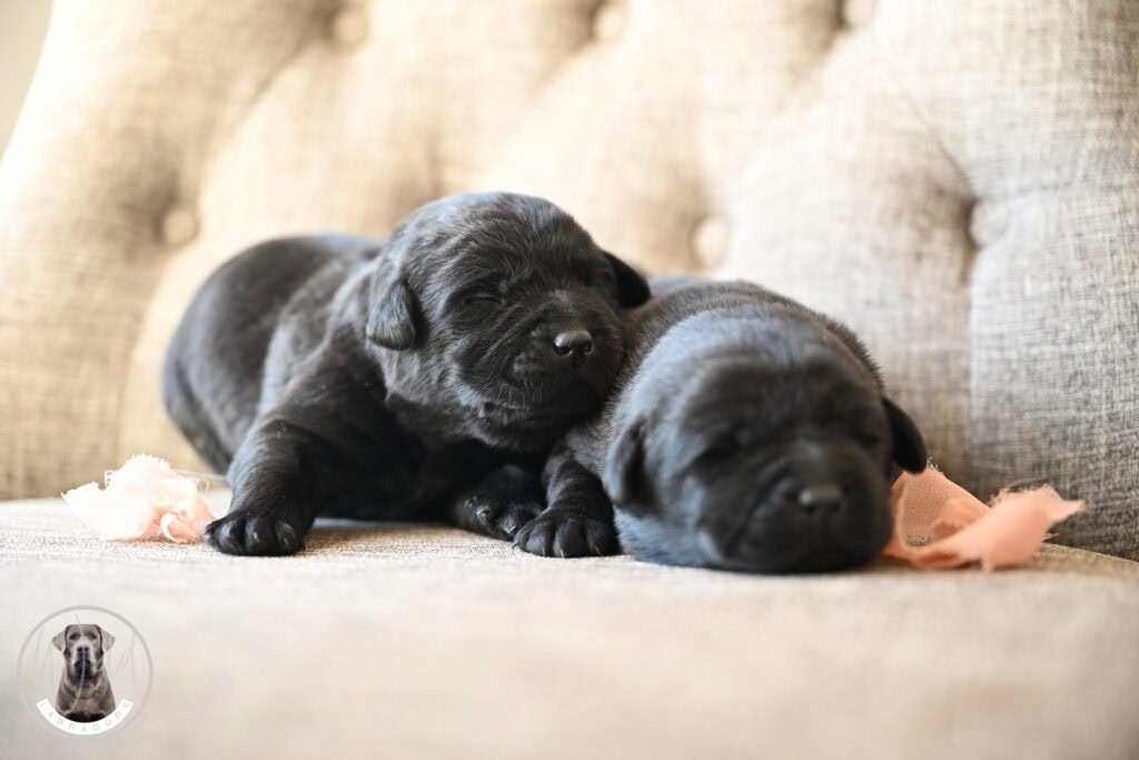 Black Female- You Choose 1st (2 Total)