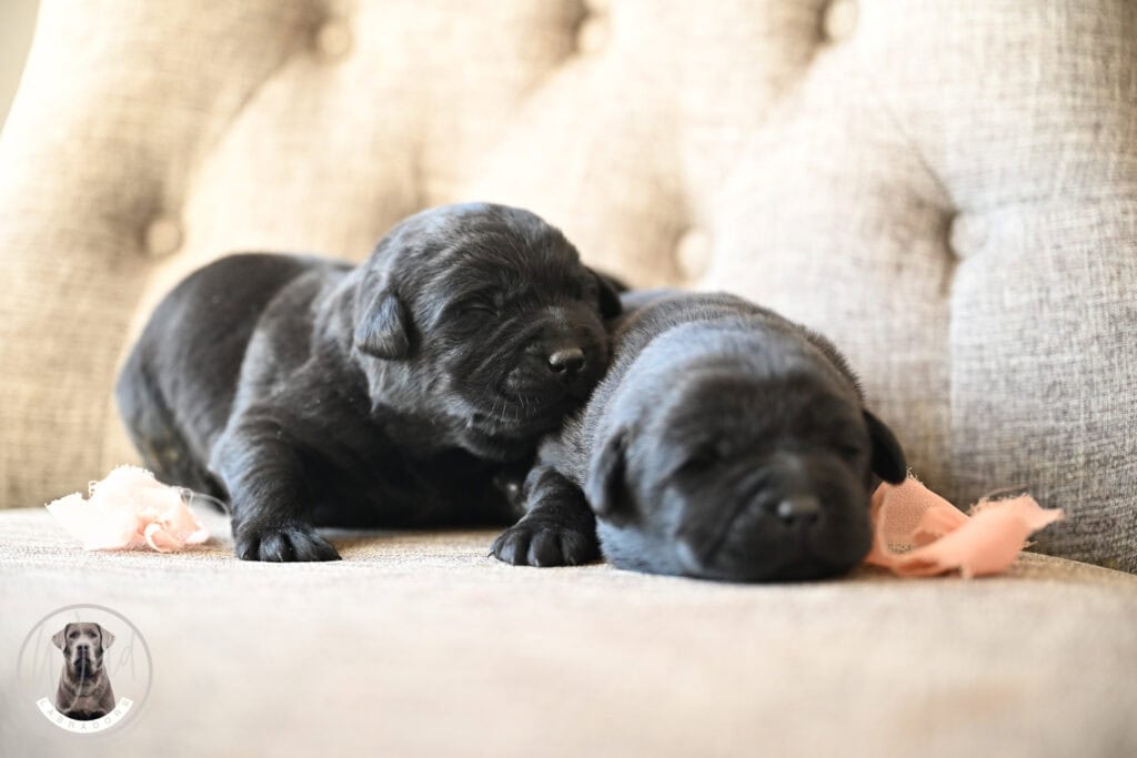 Black Female- You Choose 1st (2 Total)