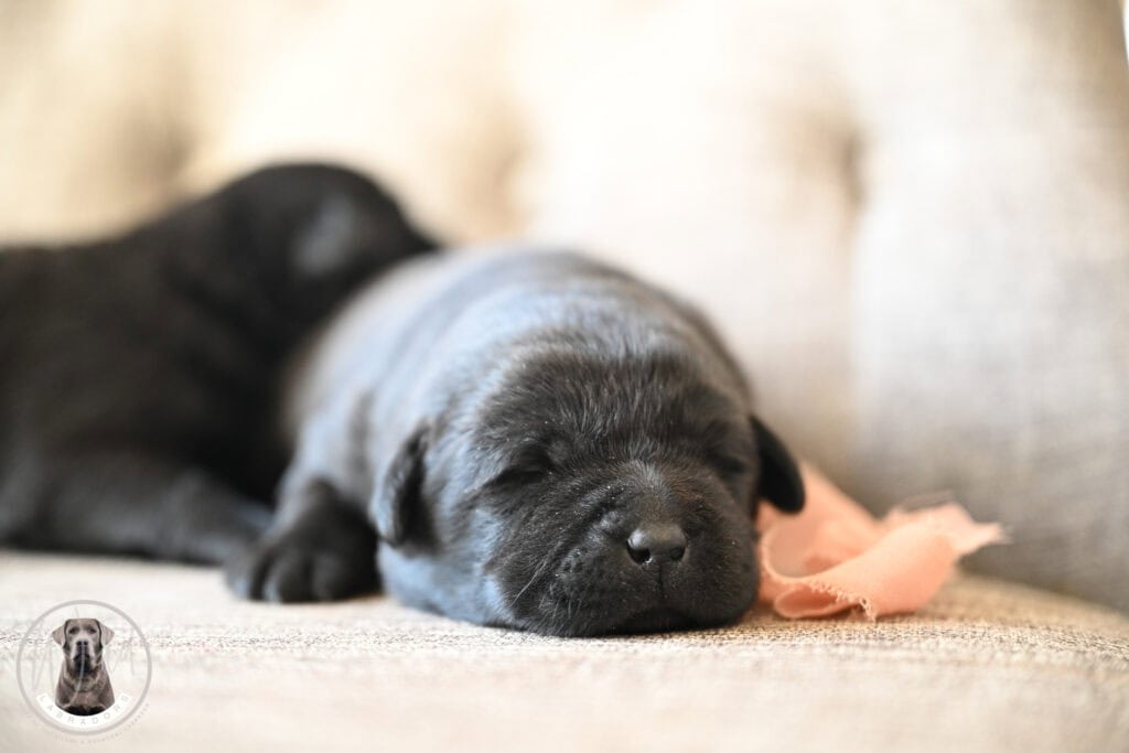 Black Female- You Choose 1st (2 Total)