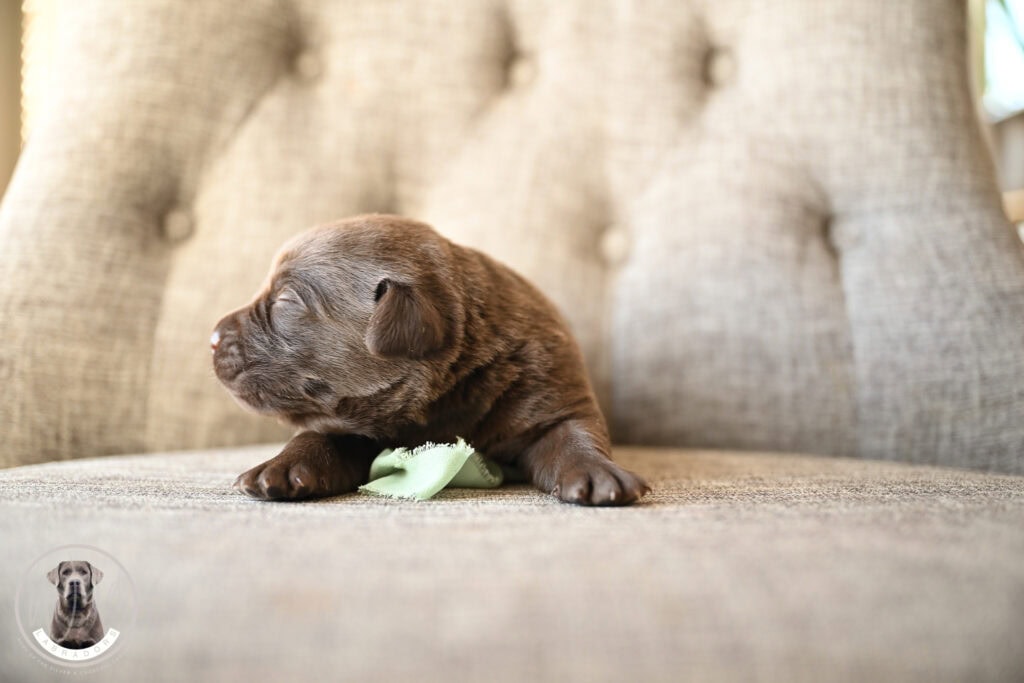 Chocolate Male- You Choose 2nd (2 Total)