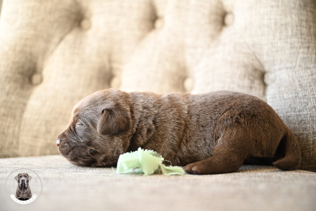 Chocolate Male- You Choose 2nd (2 Total)