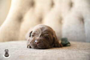 Chocolate Male- You Choose 1st (2 Total)