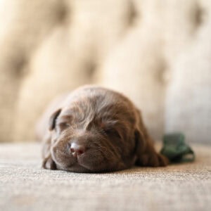 A dog breeder's adorable Labrador puppy sleeping on a soft surface in Massachusetts.