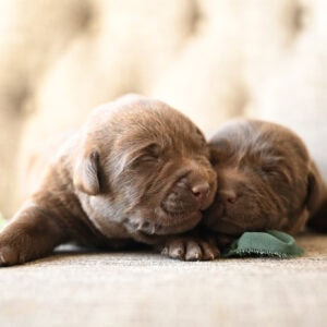 Adorable Labrador Retriever puppies sleeping on a soft surface in Massachusetts.