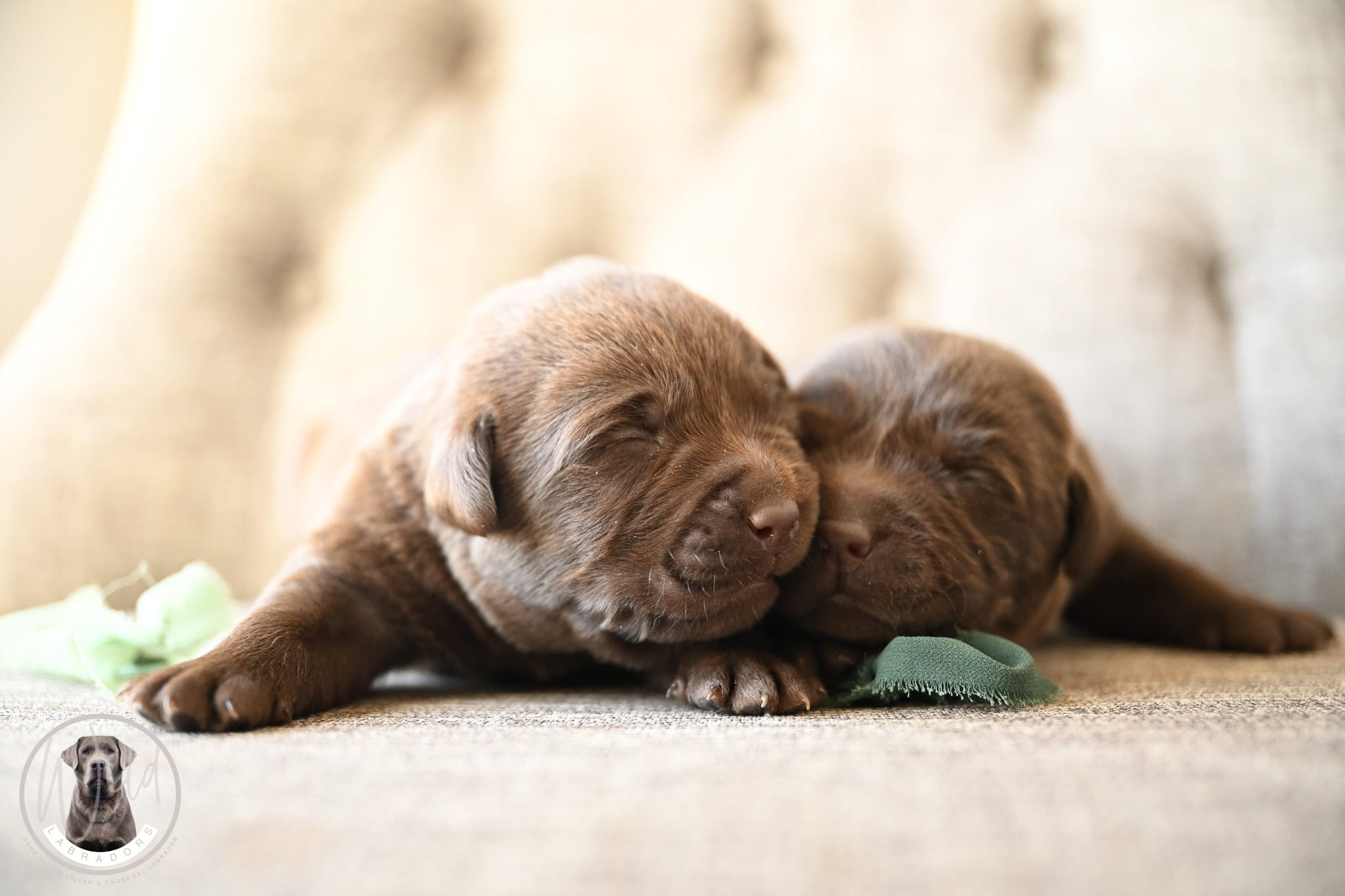 Chocolate Male- You Choose 2nd (2 Total)