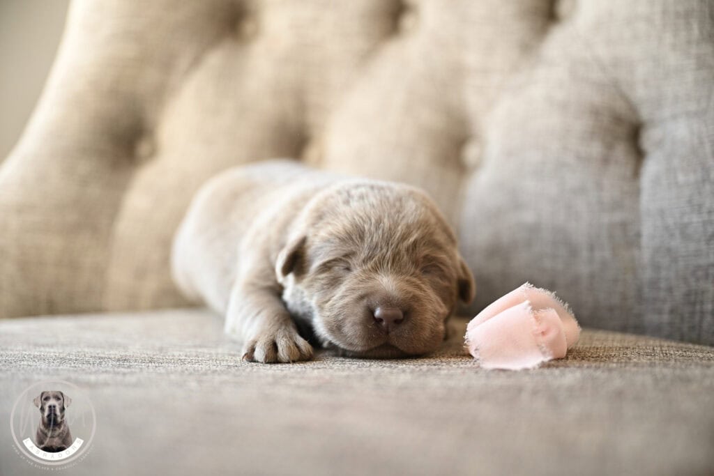 Silver Female- Only One in Litter