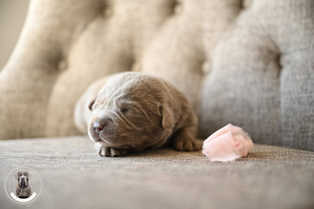 Silver Female- Only One in Litter