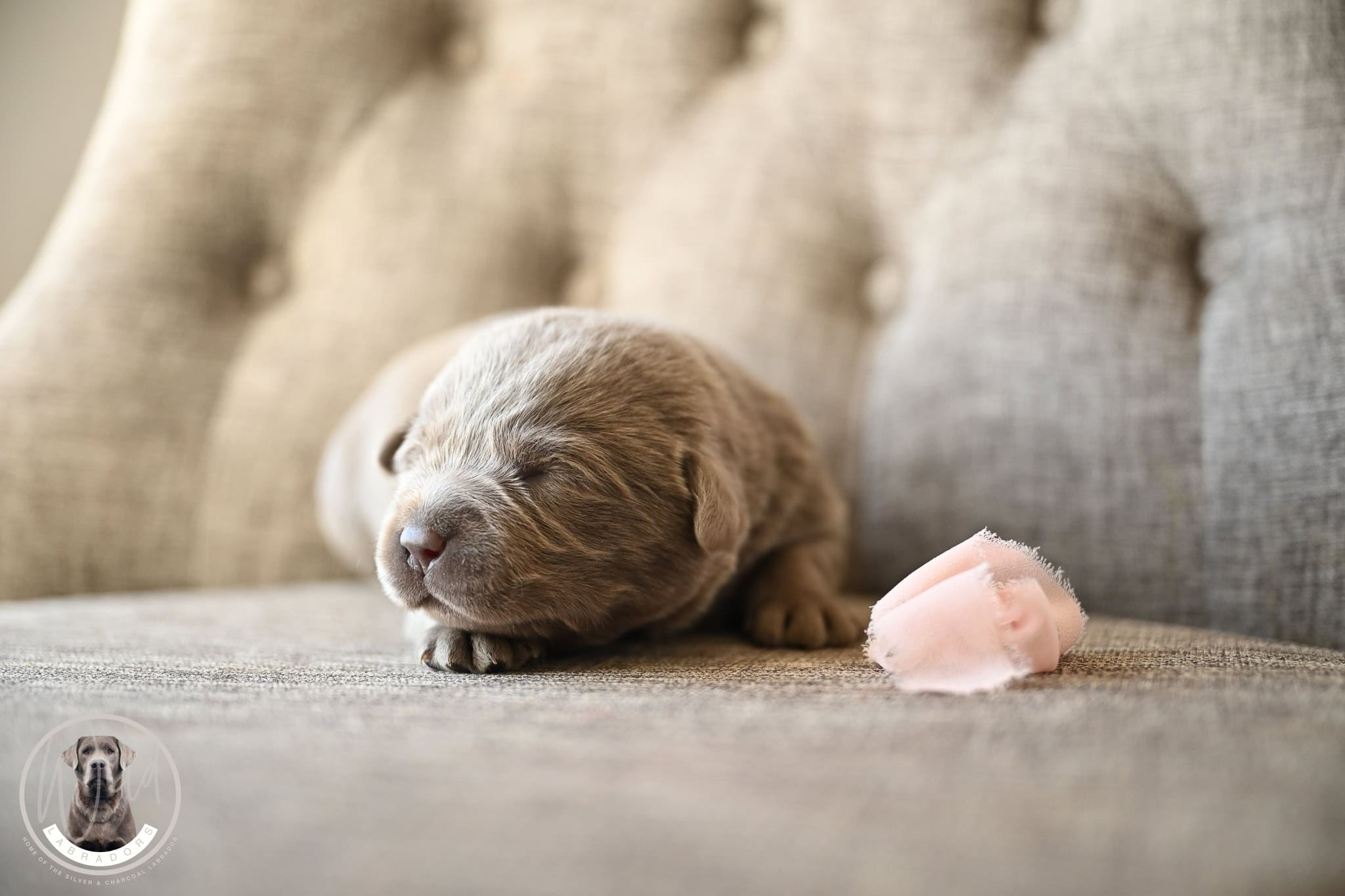 Silver Female- Only One in Litter