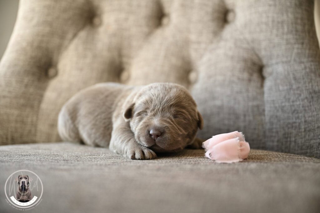 Silver Female- Only One in Litter