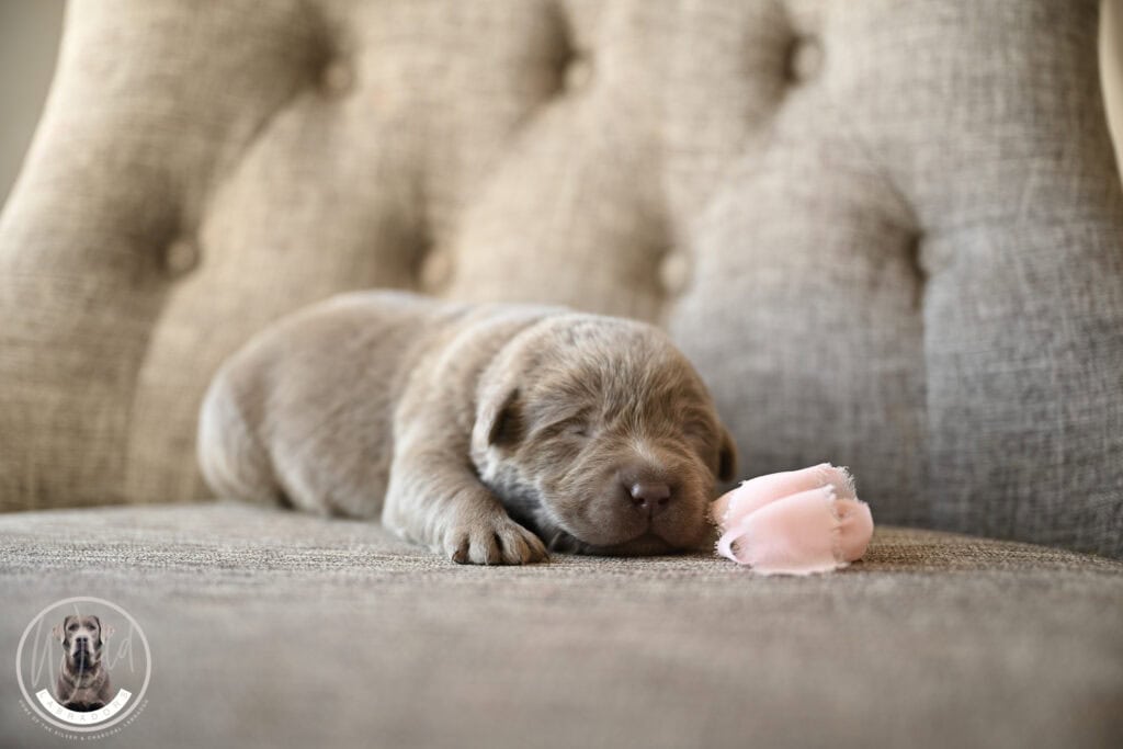 Silver Female- Only One in Litter